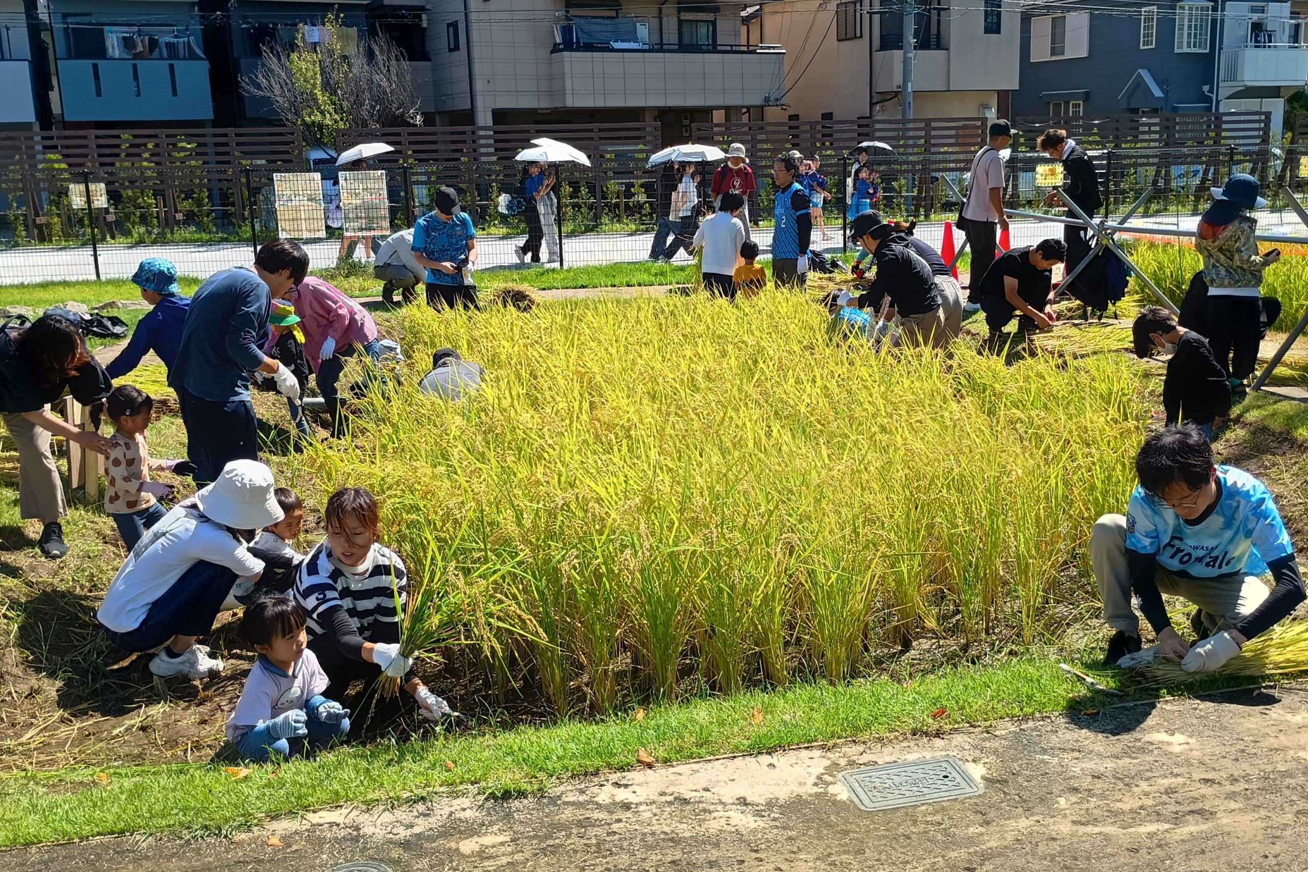 地権者ワルンタ様ご来園!? 9/5（土）「ワルン田稲刈り」参加者募集のお知らせ