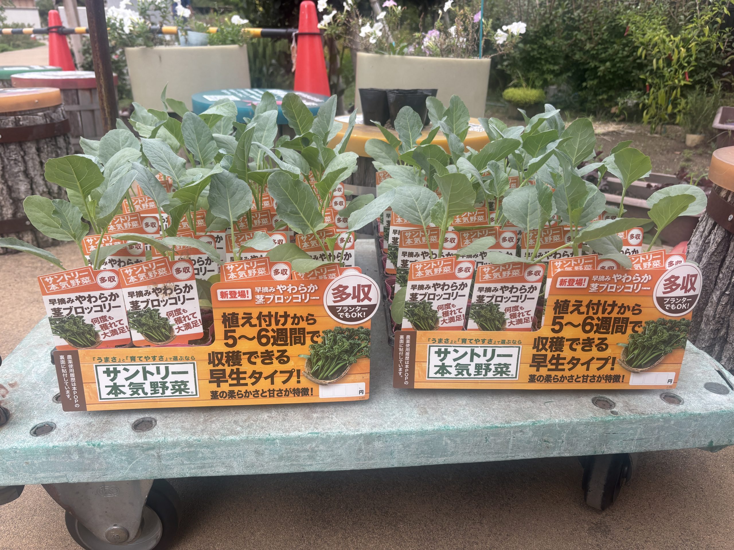 9/22（火・休）「茎ブロッコリー・イチゴ植え付け体験」参加者募集のお知らせ