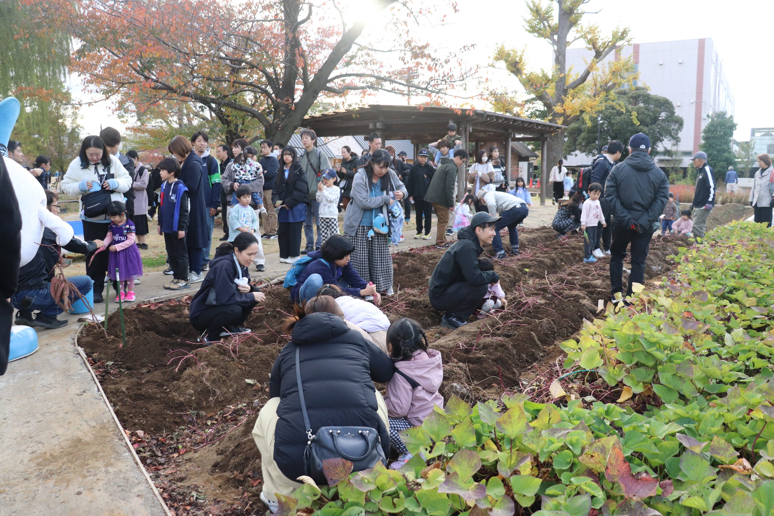 11/28（土）「新嘗祭（サツマイモ掘り・新米販売）」開催のお知らせ